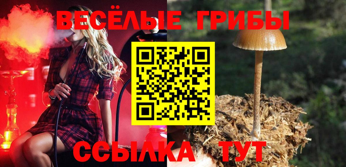 Псилоцибиновые грибы Psilocybine cubensis Барнаул